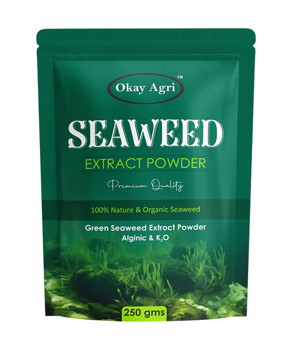 Green Seaweed Powder
